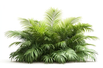 Palm plant with green leaves isolated on a white background