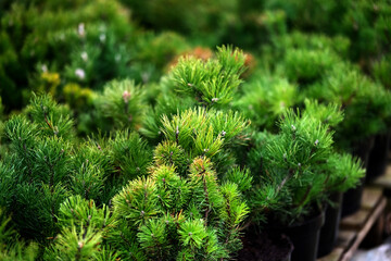 Saplings of pine, spruce, fir and other coniferous trees in pots in plant nursery