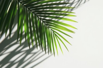 Obraz premium Single Palm Frond with Shadow on White Background