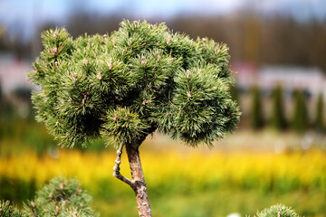Saplings of pine, spruce, fir and other coniferous trees in pots in plant nursery