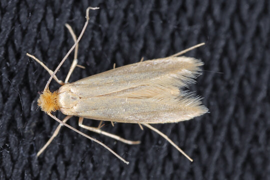 Clothes moth Tineola biselliella moth on fabric