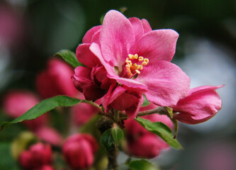 Decorative apple tree blooming in spring