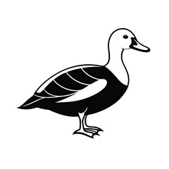 king eider waterfowl bird silhouette