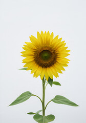 Obraz premium Sunflower portrait