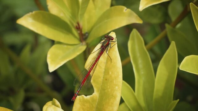 Crimson red damsel fly resting macro close up stock footage