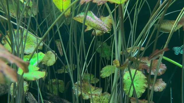 marine plants in the quarium