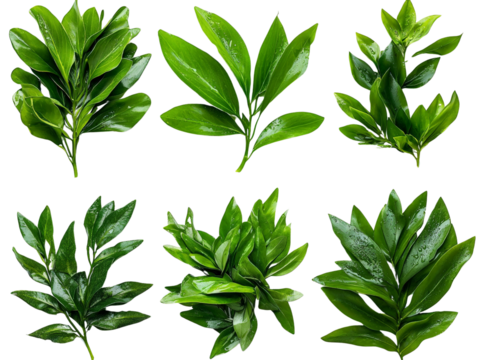 A set of seaweed fronds with long, flowing green blades, isolated on a transparent background, PNG file.