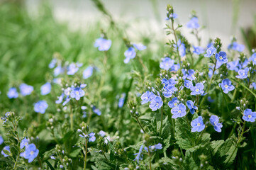 A beautiful veronica flowers in a summer meadow. Veronica blossoms in meadow.