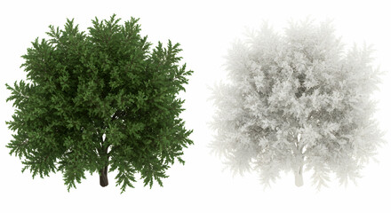 tree,  trees,  top view, Green and White Tree Top View, 3D Render