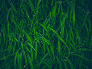 Dark green background of leaves