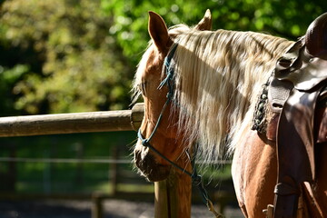 Schönes Pferd steht gesattelt unter einem Baum
