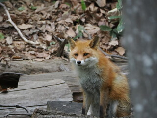 精悍な顔をしたキタキツネ