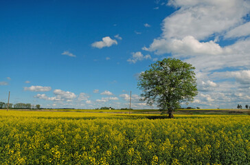 Rapeseed field on a sunny day