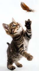 Obraz premium Tabby Kitten Playing: Cute Cat Reaching for Feather