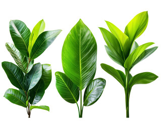 Fototapeta premium A set of three tropical plants with broad green leaves, isolated on a transparent background, PNG file.