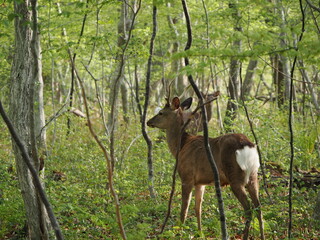 角の生えた雄のエゾシカ