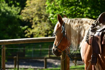 Schönes Pferd steht gesattelt unter einem Baum