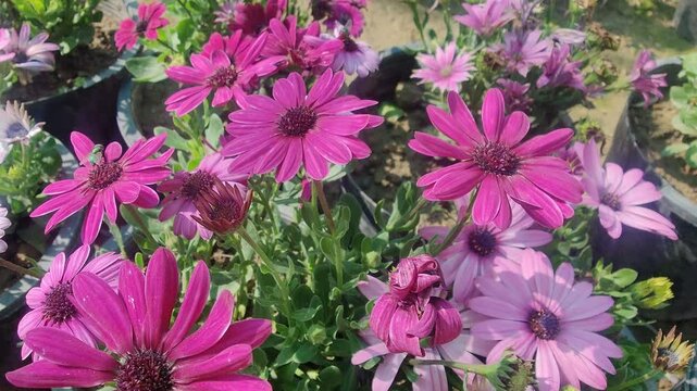 Dimorphotheca, Cape marguerite or the rain daisy