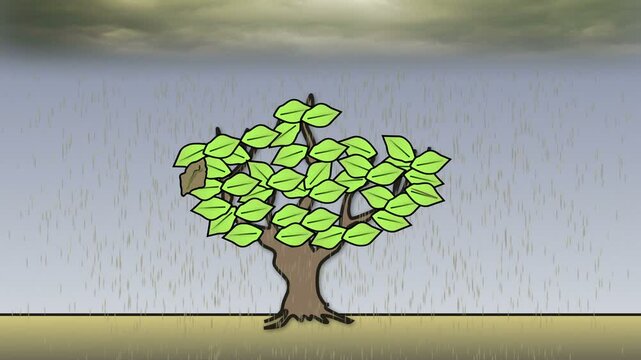 The Effects of Acid Rain on Trees. Animation