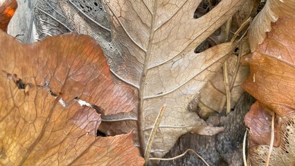 Photograph of dry autumn leaves on the ground. The lines and structure are emphasized, creating a sense of time and the change of seasons. Symbolic of nature's transition to winter.