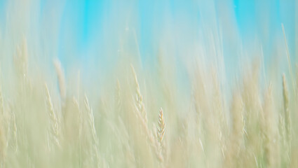Obraz premium Serene Wheat Field Under a Vibrant Blue Sky A Peaceful Nature Photography