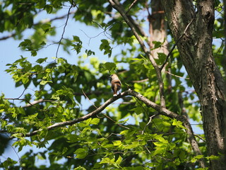 可愛らしいシメ