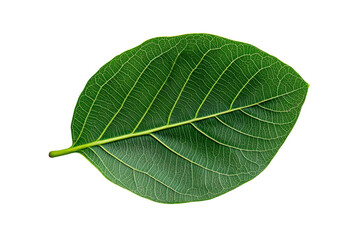 Obraz premium A single leaf from a fiddle-leaf fig tree with broad, veined patterns, isolated on a transparent background, PNG file.