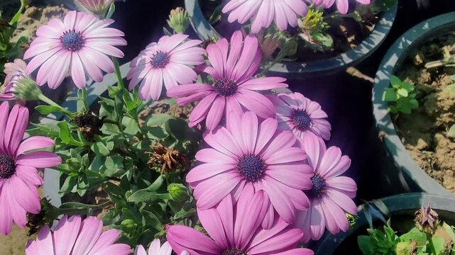 Dimorphotheca, Cape marguerite or the rain daisy