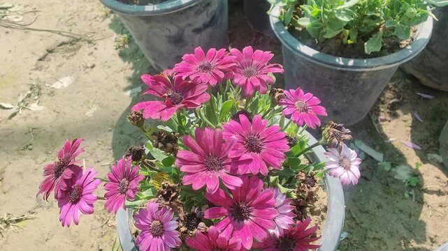 Dimorphotheca, Cape marguerite or the rain daisy