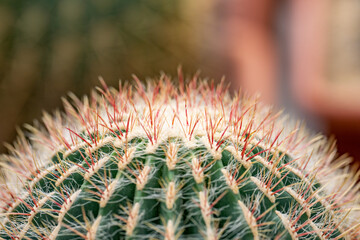 close up of cactus