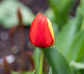 Fototapeta premium red and yellow tulip