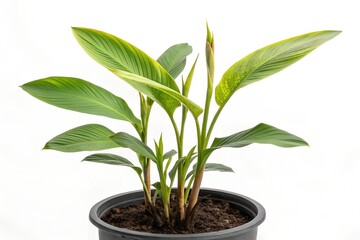 Fototapeta premium A small potted green houseplant with fresh leaves grows as a charming natural decoration