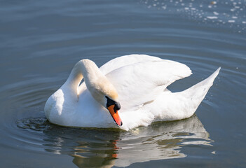 Naklejka premium Mute Swan