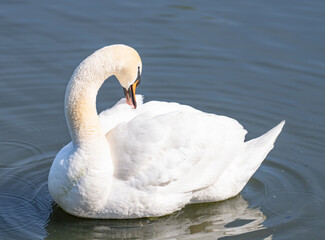 Obraz premium Mute Swan