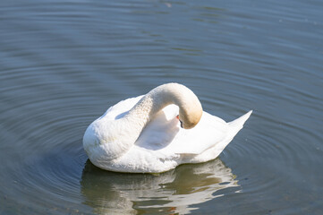 Mute Swan