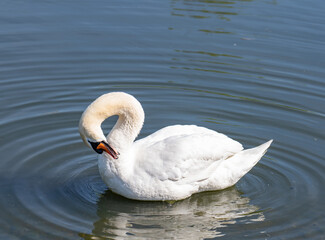 Mute Swan