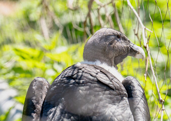 Andean Condor