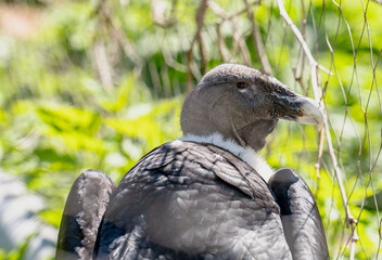 Andean Condor