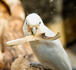 Goffin's cockatoo © Konstantin