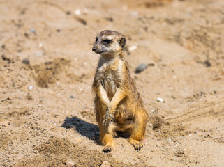 Fototapeta premium meerkat on guard