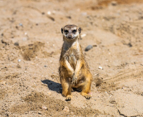 meerkat on guard