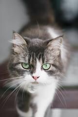 Fluffy Long-Haired Cat Indoors with Green Eyes and Soft Ligh