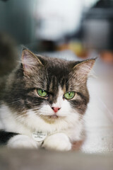 Fluffy Long-Haired Cat Indoors with Green Eyes and Soft Ligh