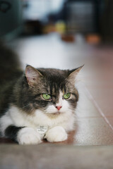 Fluffy Long-Haired Cat Indoors with Green Eyes and Soft Ligh