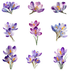 Naklejka na ściany i meble Crocus watercolor flowers isolated on transparent background.
