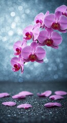 Branch of pink orchid flowers with petals on sparkly blue background