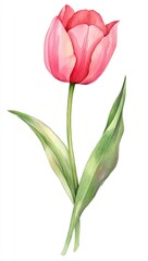 Obraz premium A delicate pink tulip stands gracefully against a clean white background. showcasing its vibrant petals and lush green leaves. ideal for floral-themed designs or nature illustrations