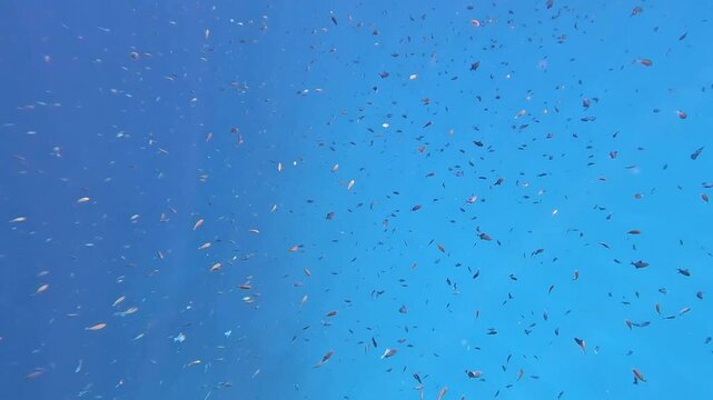 Juvenile Unicornfish and Redtoothed triggerfish shimmering in sunlight whilst feeding on jellyfish lice in Indian Ocean of Pulau Weh Indonesia