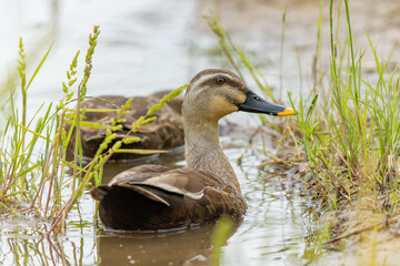 田んぼを泳ぐカルガモ