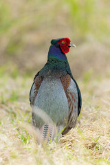 背中を見せるキジの雄